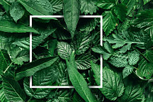 Obraz Exotické tajomstvo 1964